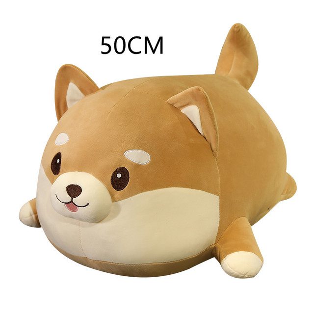 50cm fat shiba